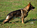 Personal Protection Dog - Alex