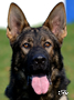 Personal Protection Dog - Alex