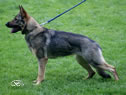 Elite Protection Dog for sale - Anika