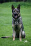 Elite Protection Dog for sale - Anika
