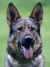 Elite Protection Dog for sale - Anika