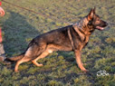 Personal Protection Dog - Argo