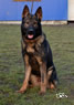 Personal Protection Dog - Argo
