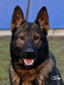 Personal Protection Dog - Argo