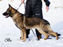 Personal Protection Dog - Argo
