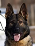 Personal Protection Dog - Argo