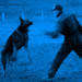 Police Dog - Guard Dog / Argo protection video