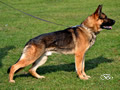 Elite Protection Dog - Ari