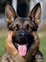 Elite Protection Dog  - Ari