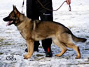 Family Protection Dog - Axa