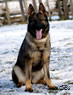 Personal Protection Dog - Axa