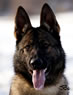 Family Protection Dog - Axa