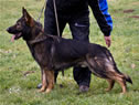 Personal Protection Dog - Badge