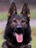 Personal Protection Dog - Badge