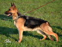 Family Protection Dog - Bara