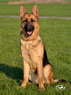 Family Protection Dog - Bara