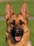 Family Protection Dog - Bara