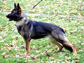 Family Protection Dog - Bety