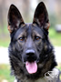 Family Protection Dog - Bety