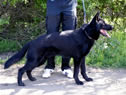Elite Protection Dog - Bravo