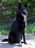 Elite Protection Dog - Bravo
