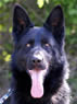 Elite Protection Dog - Bravo