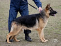 Personal Protection Dog - Brutus