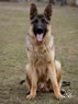 Personal Protection Dog - Brutus
