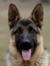 Personal Protection Dog - Brutus