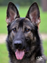 Elite Protection Dog - Buran