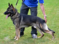 Elite Protection Dog - Buran