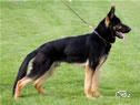 Personal Protection Dog - Cartouche