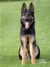 Personal Protection Dog - Cartouche