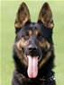 Personal Protection Dog - Cartouche