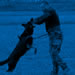 Personal Protection Dog Video - Cartouche