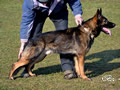 Personal Protection Dog - Cato