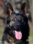 Personal Protection Dog - Cato