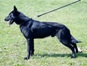 personal protection dog for sale - CERT