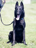 Personal Protection Dog - Cert