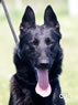 personal protection dog for sale - CERT