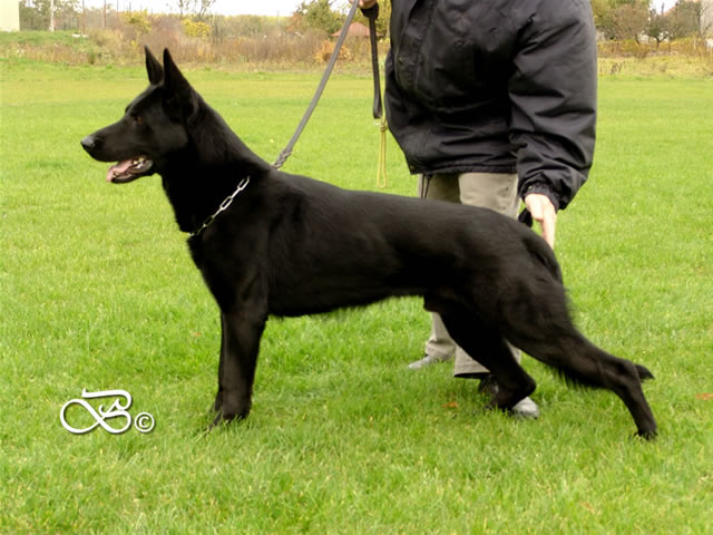 Elite Protection Dog For Sale - CHINO / stand
