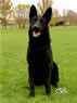 Elite Protection Dog For Sale - CHINO / sit