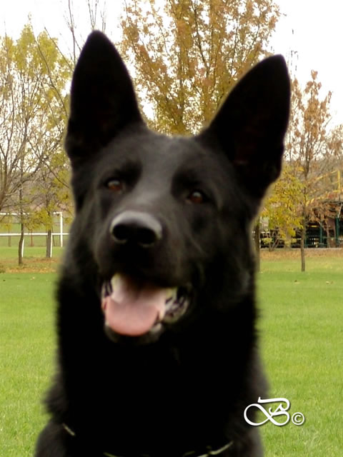 Elite Protection Dog For Sale - CHINO / head