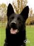 Elite Protection Dog For Sale - CHINO / head