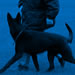 Elite Protection Dog Video - Chino