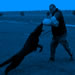 Elite Protection Dog Video - Chino