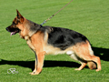 Elite Protection Dog - Chlodo