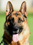 Elite Protection Dog - Chlodo
