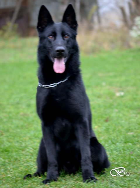 elite protection dogs for sale