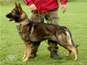 Personal Protection Dog - Faro 